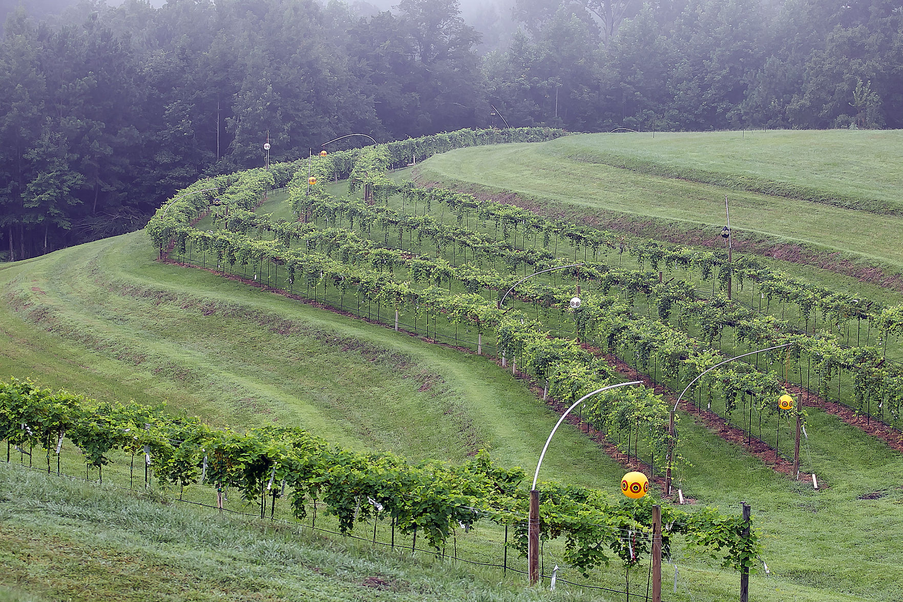 Newby Farm and Vineyard